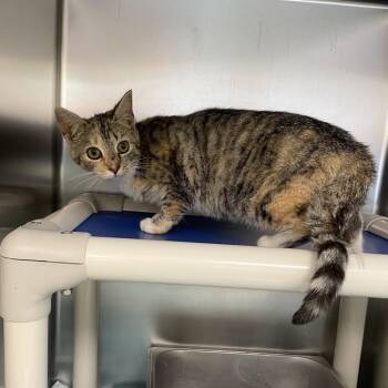 Domestic Short Hair Cats Available for Adoption in New York, New York - Pee Wee | PetCurious