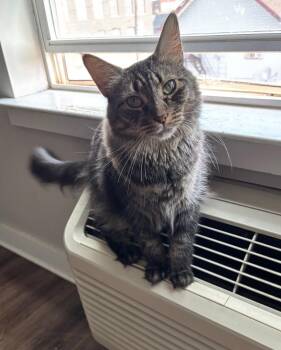 Rescue Domestic Long Hair Cats for Adoption in Wrightstown, New Jersey - Grem | PetCurious