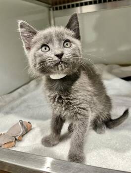 PEPPER JACK -  Domestic Short Hair Cat for Adoption in San Francisco, California - PEPPER JACK | PetCurious
