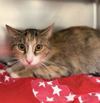 Rescue Domestic Short Hair Cats for Adoption in Sheboygan, Wisconsin - Vega | PetCurious