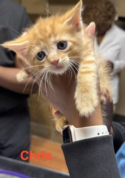Domestic Short Hair Cats Available for Adoption in Shrewsbury, Massachusetts - Chris | PetCurious