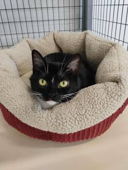 Domestic Short Hair Cats Available for Adoption in Kalamazoo, Michigan - Artemis (aka Raven) | PetCurious