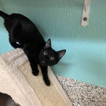 Orbit -  Domestic Short Hair Cat for Adoption in Fresno, California - Orbit | PetCurious