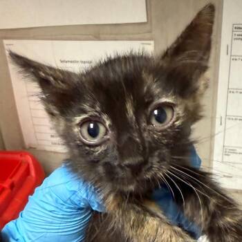 Lilly -  Domestic Short Hair Cat for Adoption in Yuma, Arizona - Lilly | PetCurious
