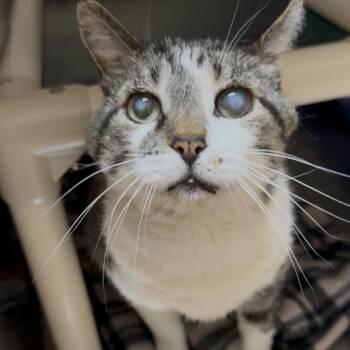 Domestic Short Hair Cats Available for Adoption in Kanab, Utah - Anemone | PetCurious