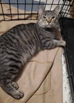 Rescue Domestic Short Hair Cats for Adoption in Keansburg, New Jersey - Grump | PetCurious