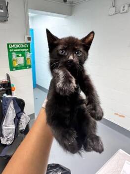 Domestic Short Hair Cats Available for Adoption in Daytona Beach, Florida - Fizzlepop | PetCurious