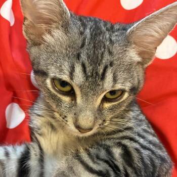 King -  Bengal Cat for Adoption in Philadelphia, Pennsylvania - King | PetCurious
