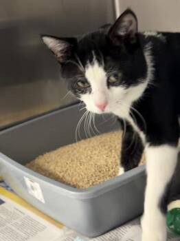 Sly -  Domestic Short Hair Cat for Adoption in Daytona Beach, Florida - Sly | PetCurious