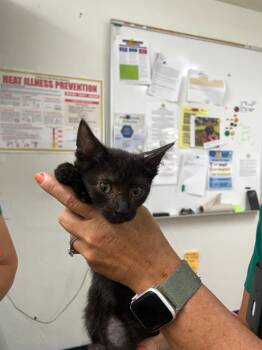 Rescue Domestic Short Hair Cats for Adoption in Chico, California - Rumor | PetCurious