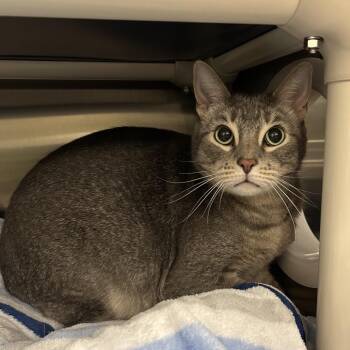 Domestic Short Hair Cats Available for Adoption - Top Ramen | PetCurious