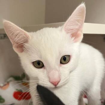 Ivory -  Domestic Short Hair Cat for Adoption in Redwood City, California - Ivory | PetCurious