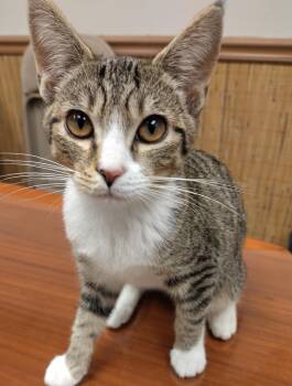 David, Moira, Rose -  Domestic Short Hair Cat for Adoption in Anchorage, Alaska - David, Moira, Rose | PetCurious
