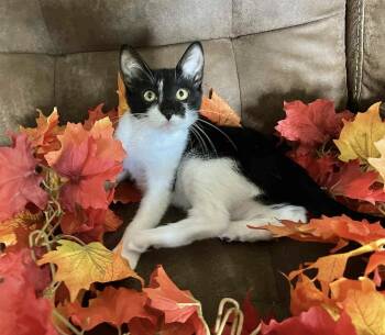Rescue Domestic Short Hair Cats for Adoption in Wolcott, Connecticut - Tink | PetCurious