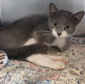 Astra -  Domestic Short Hair Cat for Adoption in Cleveland, Tennessee - Astra | PetCurious
