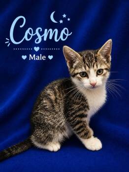 Domestic Short Hair Cats Available for Adoption in Johnson City, Tennessee - Cosmo | PetCurious