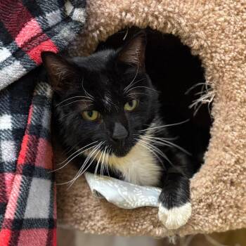 Domestic Short Hair Cats Available for Adoption in Flagstaff, Arizona - Percy | PetCurious
