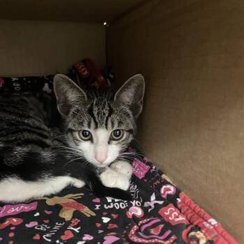 Domestic Short Hair Cats Available for Adoption in Lakeland, Florida - Mouse | PetCurious