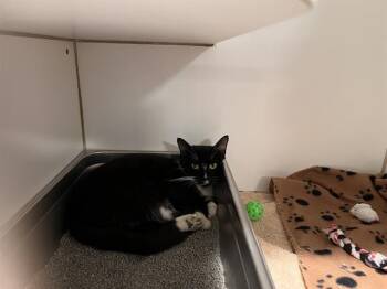 MINERVA -  Domestic Short Hair Cat for Adoption in Methuen, Massachusetts - MINERVA | PetCurious