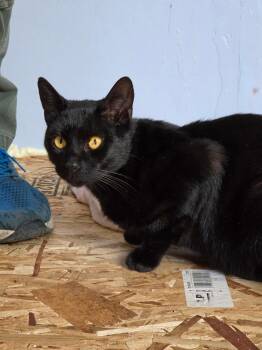 Big guy and Crooked Tail -  Domestic Short Hair Cat for Adoption in Walnut Creek, California - Big Guy And Crooked Tail | PetCurious
