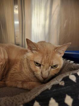 Cruella -  Domestic Short Hair Cat for Adoption in Truth Or Consequences, New Mexico - Cruella | PetCurious
