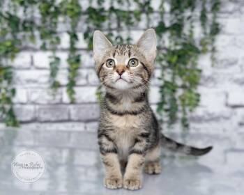 Willow -  Domestic Short Hair and Tabby Cat for Adoption in Tuscaloosa, Alabama - Willow | PetCurious