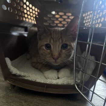 Madison -  Domestic Short Hair Cat for Adoption in Normal, Illinois - Madison | PetCurious