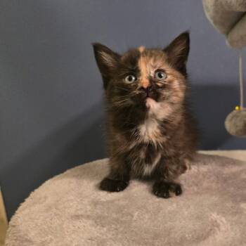 Blackberry -  Tortoiseshell and Domestic Short Hair Cat for Adoption in Mastic, New York - Blackberry | PetCurious
