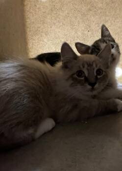Rescue Domestic Short Hair Cats for Adoption in Blythe, California - A1885068 | PetCurious