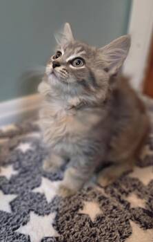 Kenzie -  Domestic Medium Hair Cat for Adoption in Kimberlin Heights, Tennessee - Kenzie | PetCurious