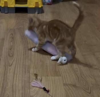 Rescue Domestic Short Hair Cats for Adoption in Belchertown, Massachusetts - Scott | PetCurious