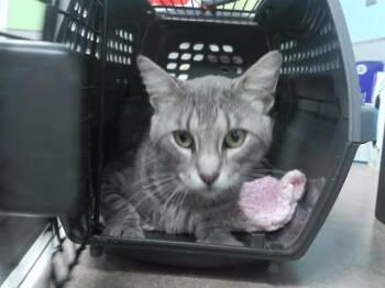 TOBY -  Domestic Short Hair Cat for Adoption in Omaha, Nebraska - TOBY | PetCurious