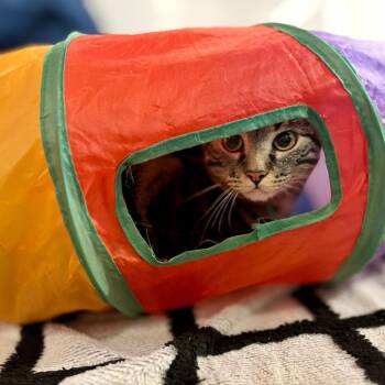 Thirteenth -  Domestic Short Hair Cat for Adoption in Glenwood Springs, Colorado - Thirteenth | PetCurious