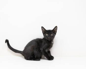 Rescue Domestic Short Hair Cats for Adoption in Trophy Club, Texas - Abby | PetCurious