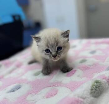 Emergency Contact -  Siamese Cat for Adoption in Disputanta, Virginia - Emergency Contact | PetCurious