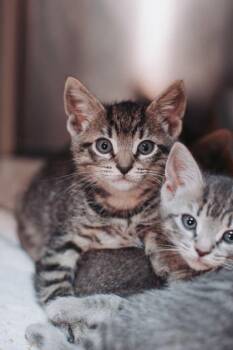 93979a Espresso-PetSmart Mt. Pleasant -  Domestic Short Hair Cat for Adoption in North Charleston, South Carolina - 93979a Espresso-PetSmart Mt. Pleasant | PetCurious