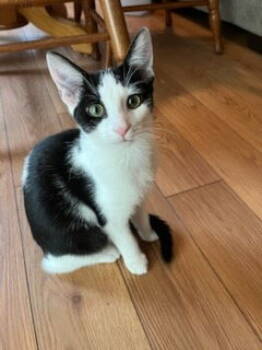 Rescue Domestic Short Hair Cats for Adoption in Franklin, Tennessee - KITTEN LADY SAGE | PetCurious