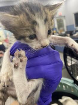 LOLA -  Domestic Short Hair Cat for Adoption in Palmetto, Florida - LOLA | PetCurious