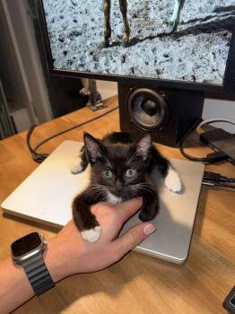 Mineragua -  Domestic Short Hair Cat for Adoption in Dallas, Texas - Mineragua | PetCurious