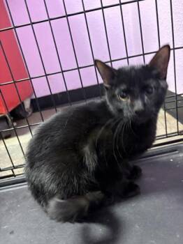 Cosmos -  Domestic Short Hair Cat for Adoption in El Paso, Texas - Cosmos | PetCurious