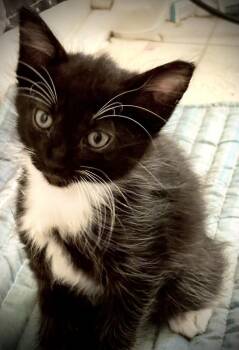 Mickey -  Domestic Short Hair Cat for Adoption in Thatcher, Arizona - Mickey | PetCurious