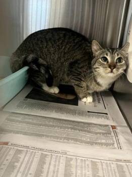 Domestic Short Hair Cats Available for Adoption - Kitty Minaj | PetCurious