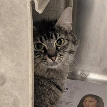 Domestic Medium Hair and Domestic Short Hair Cats Available for Adoption in Anchorage, Alaska - DOLLY | PetCurious