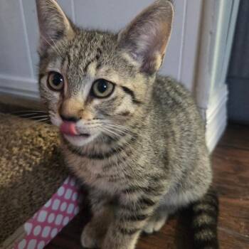 Biscuit -  Domestic Short Hair Cat for Adoption in NEW PT RICHEY, Florida - Biscuit | PetCurious
