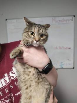 Domestic Short Hair Cats Available for Adoption - Aries | PetCurious