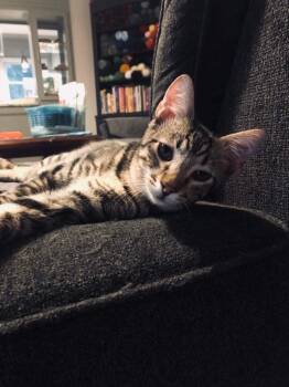 Rescue Domestic Short Hair Cats for Adoption in Shawnee, Kansas - Bubbles | PetCurious