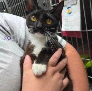 Tisha -  Domestic Short Hair Cat for Adoption in Raleigh, North Carolina - Tisha | PetCurious