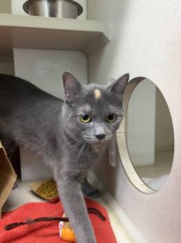 Domestic Short Hair Cats Available for Adoption in Loveland, Colorado - CASHMERE | PetCurious