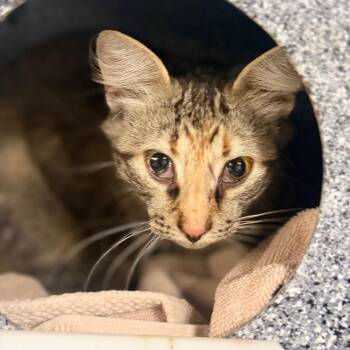 Destini -  Domestic Medium Hair Cat for Adoption in Pauls Valley, Oklahoma - Destini | PetCurious