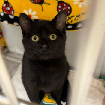 Rescue Domestic Short Hair Cats for Adoption in Madison, Wisconsin - Dusty | PetCurious